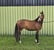 Horse ad