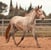 Annuncio cavallo