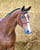 Anuncio de caballos