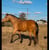 Annuncio cavallo