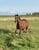 Horse ad