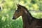 Horse ad