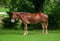 Annuncio cavallo