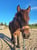 Annuncio cavallo