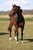Horse ad