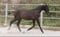 Horse ad