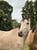 Horse ad