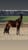 Horse ad