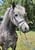 Horse ad