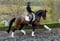 Horse ad