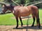 Anuncio de caballos