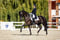 Horse ad