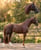 Horse ad