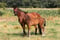 Horse ad
