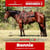 Annonce cheval