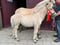 Horse ad
