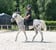 Annuncio cavallo