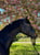 Horse ad
