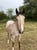 Annonce cheval