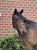 Annuncio cavallo