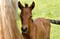 Annuncio cavallo