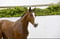 Horse ad