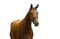 Annuncio cavallo