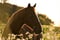 Horse ad