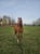 Horse ad
