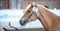 Annuncio cavallo