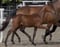 Annuncio cavallo