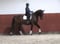 Horse ad