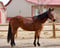 Annonce cheval