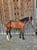 Annuncio cavallo