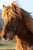 Anuncio de caballos