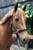 Horse ad