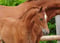 Annonce cheval