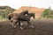 Annuncio cavallo