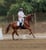 Annuncio cavallo