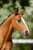 Annuncio cavallo