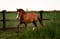 Annuncio cavallo