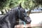 Horse ad