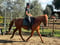 Annuncio cavallo