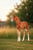 Horse ad