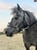Annuncio cavallo