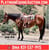 Annuncio cavallo