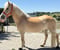 Horse ad