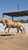 Horse ad