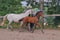 Horse ad