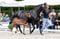 Horse ad